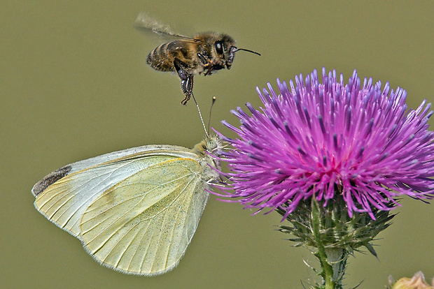 mlynárik kapustový  Pieris brassicae