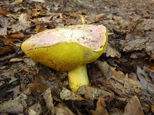 hríb kráľovský Butyriboletus regius (Krombh.) D. Arora & J.L. Frank