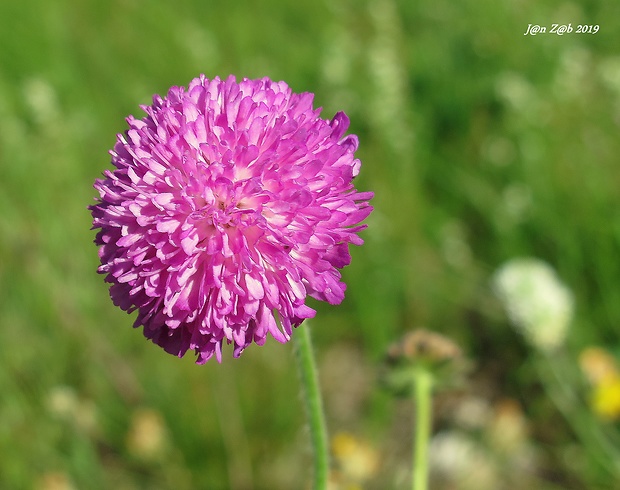 chrastavec Knautia purpurea