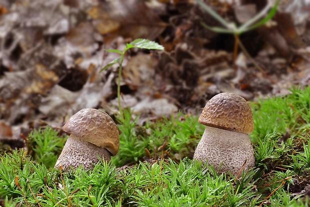 kozák hrabový Leccinum pseudoscabrum (Kallenb.) Šutara