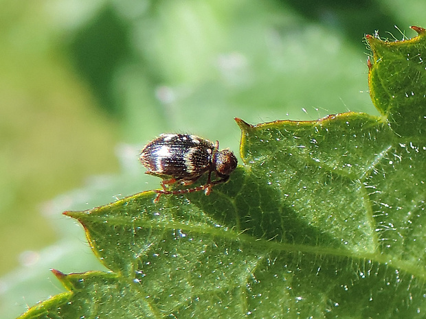 vŕtavec / vrtavec ♀ Ptinus rufipes Olivier, 1790