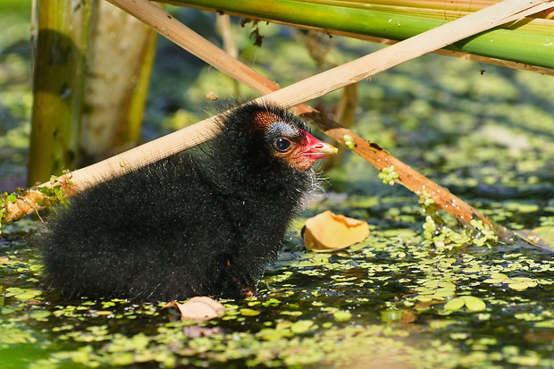 sliepočka zelenonohá  Gallinula chloropus