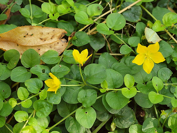 čerkáč peniažtekový Lysimachia nummularia L.