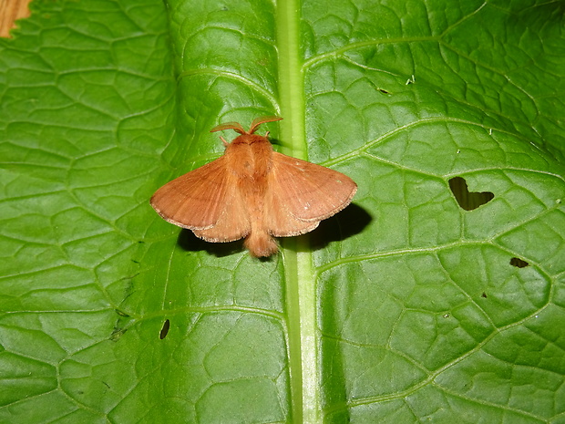 priadkovec obrúčkatý Malacosoma neustria