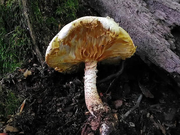 húževnatec šupinatý Neolentinus lepideus (Fr.) Redhead & Ginns