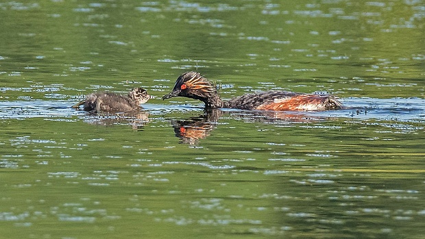 potápka čiernokrká Podiceps nigricollis