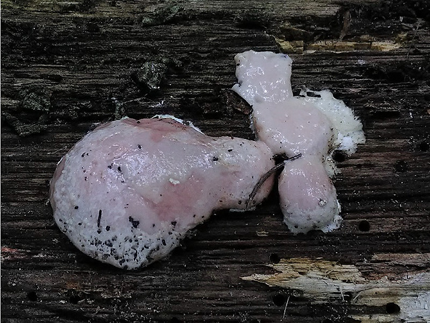 sieťnatka obyčajná Reticularia lycoperdon Bull.