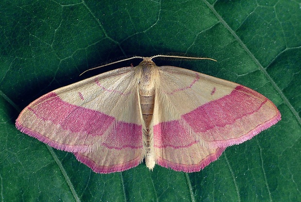 piadica prútnatcová (sk) / žlutokřídlec janovcový (cz) Rhodostrophia vibicaria Clerck, 1759