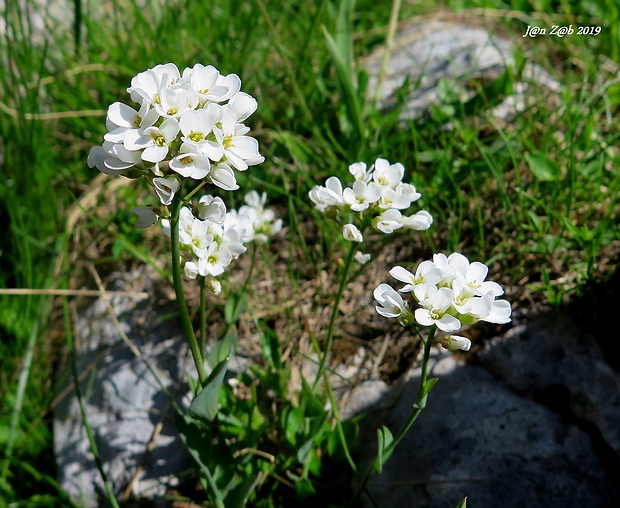 peniažtek Thlaspi ochroleucum