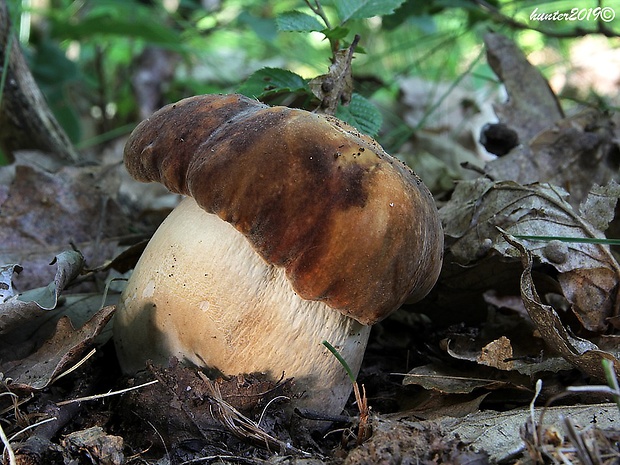 hríb bronzový Boletus aereus Bull. ex Fr.