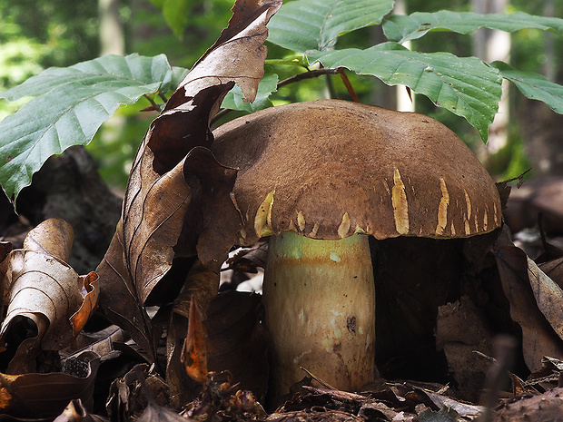 hríb príveskatý Butyriboletus appendiculatus (Schaeff. ex Fr.) Secr.