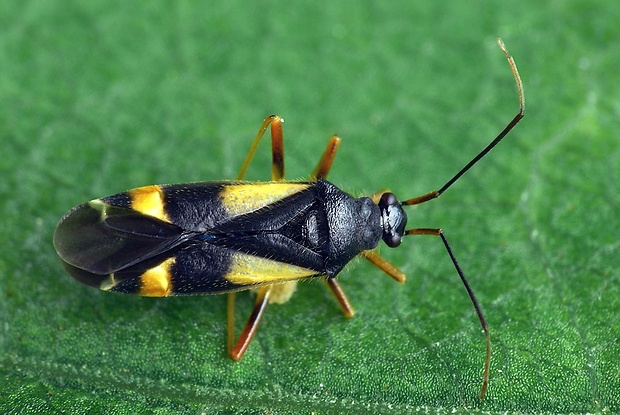 bzdôška (sk) / klopuška čtyřskvrnná (cz) Dryophilocoris flavoquadrimaculatus DeGeer, 1773