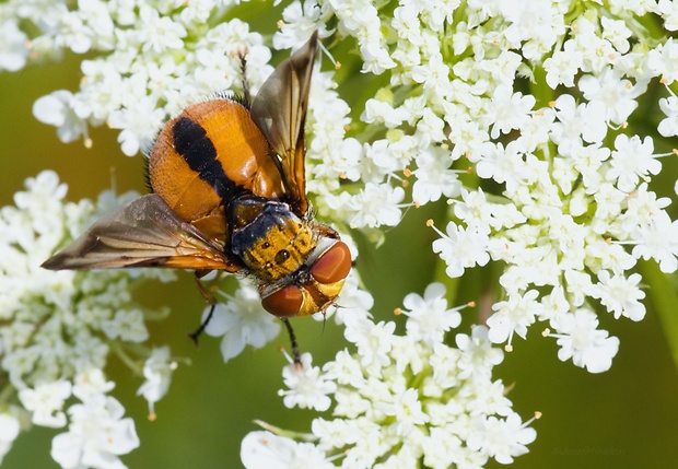 bystruša plochá Ectophasia crassipennis