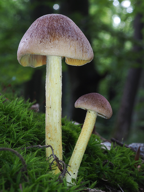 peniazovka štipľavá Gymnopus peronatus (Bolton) Antonín, Halling & Noordel.