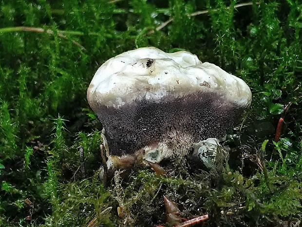 jelenkovka voňavá Hydnellum suaveolens (Scop.) P. Karst.