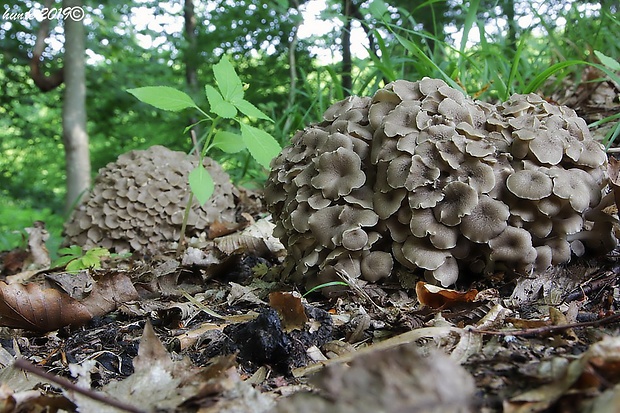 trúdnik klobúčkatý Polyporus umbellatus (Pers.) Fr.