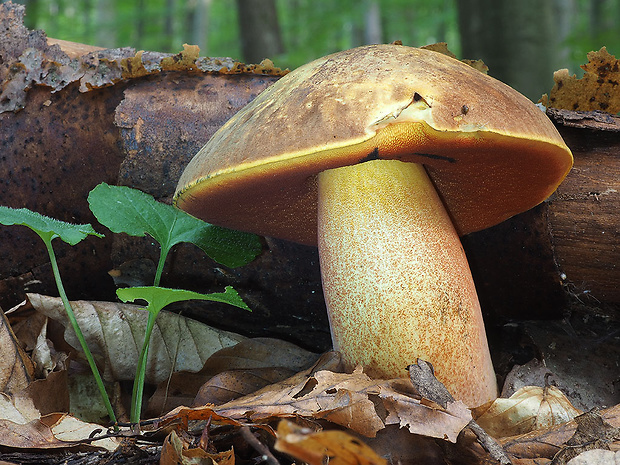 hríb zrnitohlúbikový Sutorius luridiformis (Rostk.) G. Wu & Zhu L. Yang