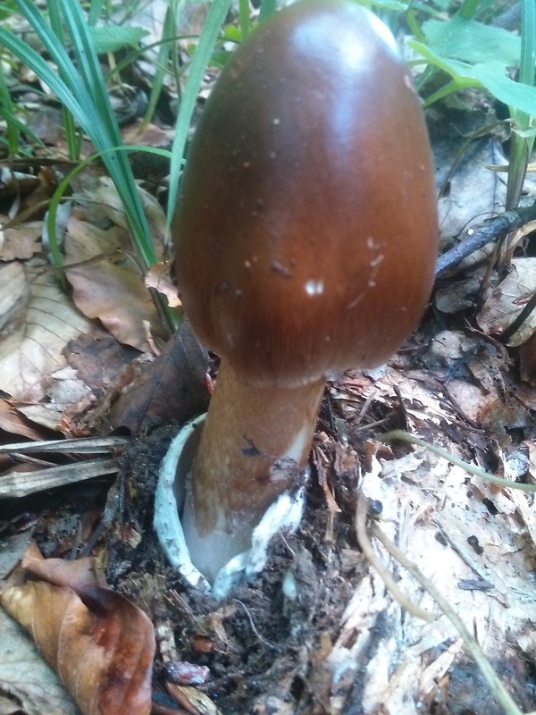 muchotrávka Amanita sp.