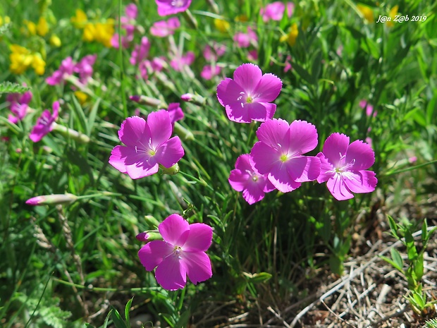 klinček Dianthus sylvestris Wulfen