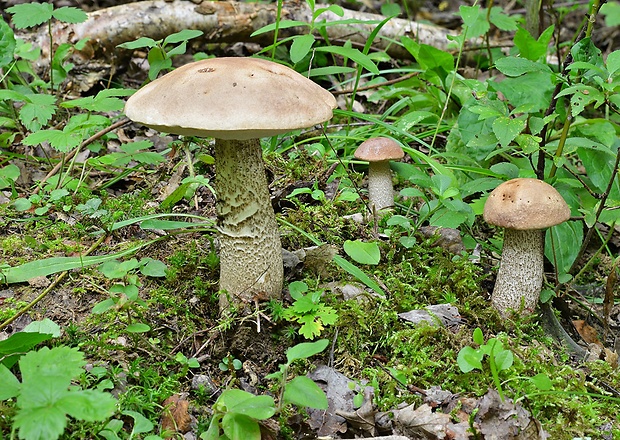 kozák topoľový Leccinum duriusculum (Schulzer ex Kalchbr.) Singer