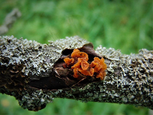 rôsolovka lupeňovitá Phaeotremella foliacea (Pers.) Wedin, J.C. Zamora & Millanes