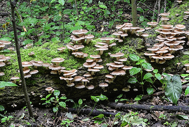 hliva lievikovitá Pleurotus cornucopiae (Paulet) Rolland