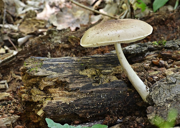 štítovka Pluteus sp.