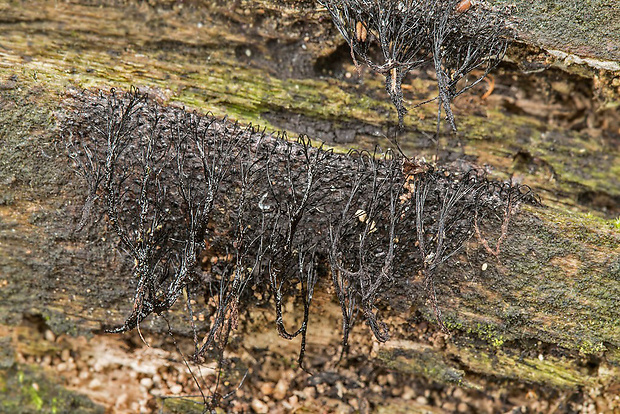 pazderka Stemonitis sp.