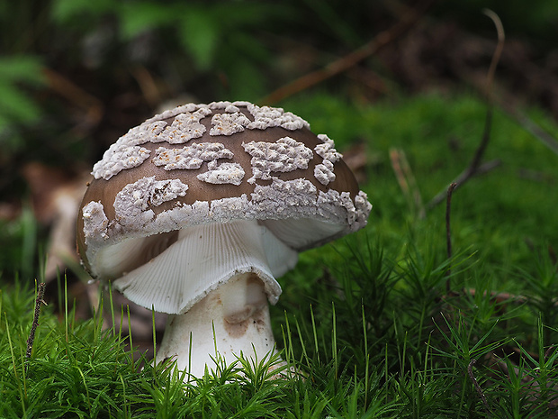 muchotrávka hrubá Amanita excelsa (Fr.) Bertill.