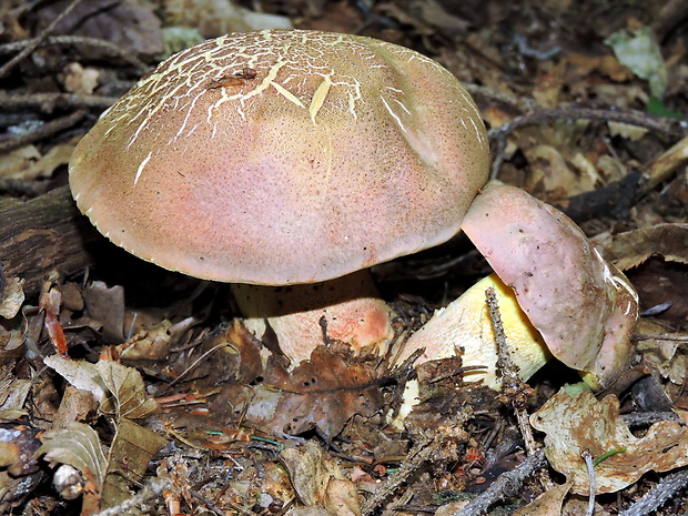 hríb nádherný Butyriboletus fuscoroseus (Smotl.) Vizzini & Gelardi