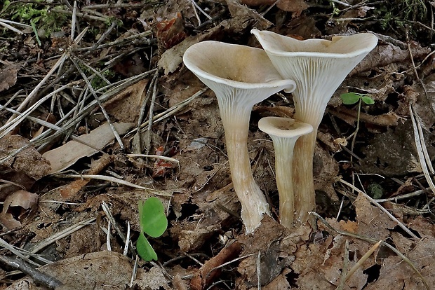 strmuľka Clitocybe sp.