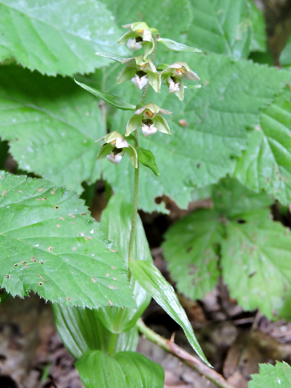 kruštík širokolistý pravý Epipactis helleborine subsp. helleborine (L.) Crantz