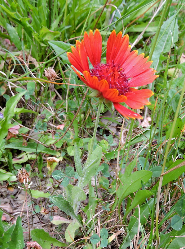 kokarda rozkošná Gaillardia pulchella