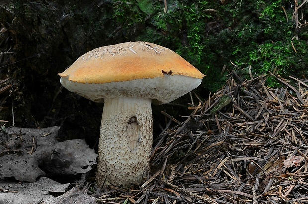 kozák osikový Leccinum albostipitatum den Bakker & Noordel.