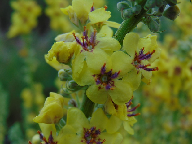 divozel Verbascum sp.