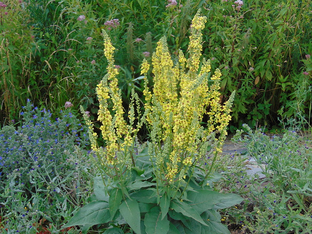 divozel Verbascum sp.