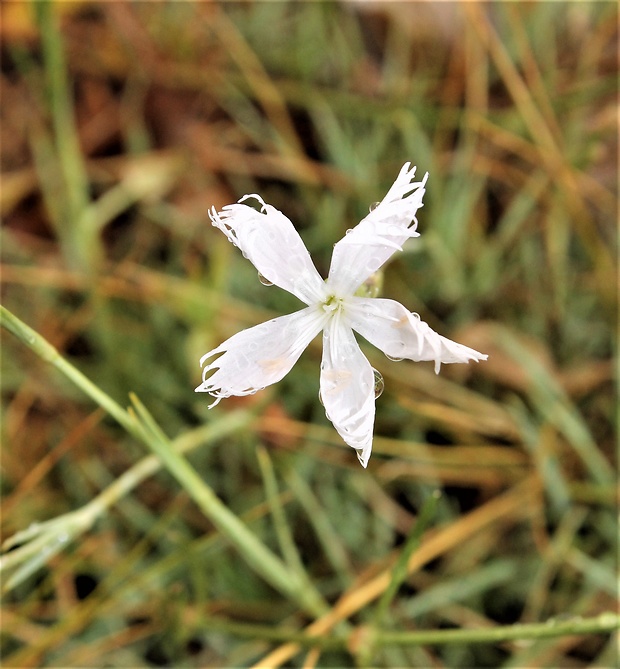 klinček piesočný český Dianthus arenarius subsp. bohemicus (Novák) O. Schwarz