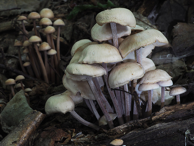 peniazovka trsovitá Gymnopus confluens (Pers.) Antonín, Halling & Noordel.