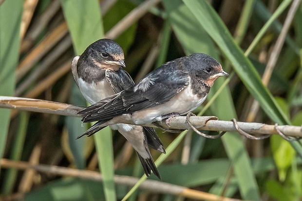 lastovička domová   Hirundo rustica