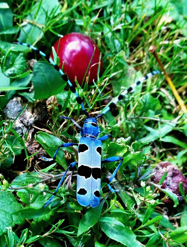 fuzáč alpský Rosalia alpina