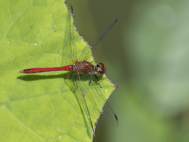 vážka červená Sympetrum sanguineum