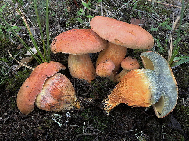 suchohríb broskyňový  Xerocomellus persicolor (H. Engel, Klofac, H. Grünert & R. Grünert) F. Roqué