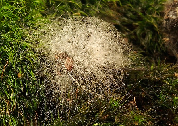 bovéria Beauveria sp.