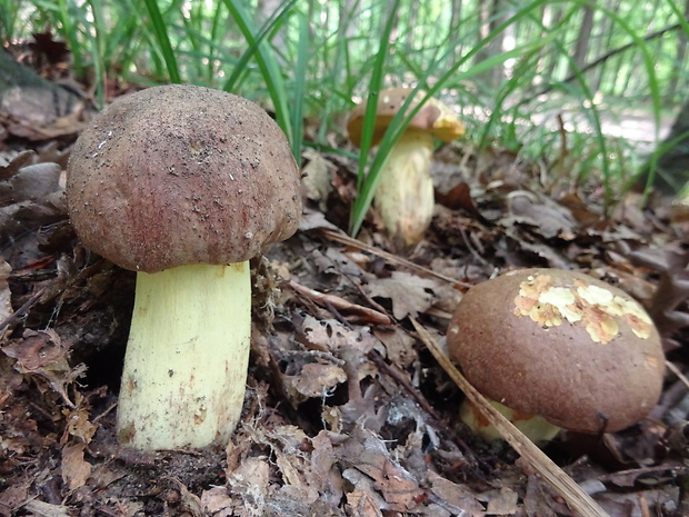 hríb príveskatý Butyriboletus appendiculatus (Schaeff. ex Fr.) Secr.