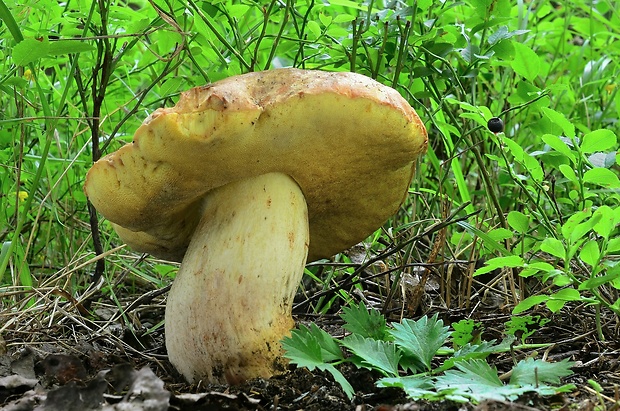 hríb horský Butyriboletus subappendiculatus (Dermek, Lazebn. & J. Veselský) D. Arora & J.L. Frank