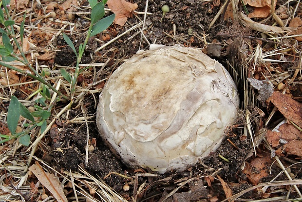 škárka kožovitá Mycenastrum corium (Guers.) Desv.