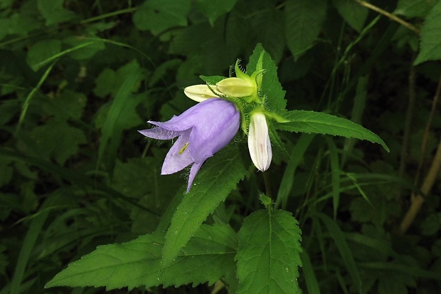 zvonček pŕhľavolistý Campanula trachelium L.