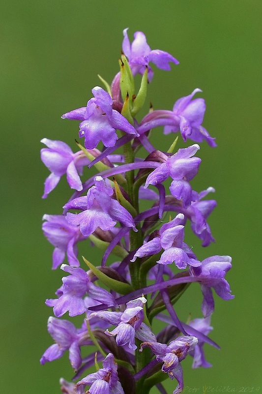 päťprstnica hustokvetá Gymnadenia densiflora (Wahlenb.) A. Dietr.