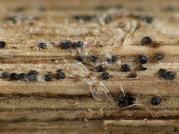 Heptameria obesa (Durieu & Mont.) Sacc.