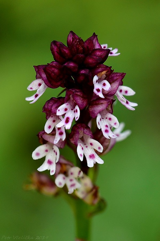 neotinea počerná letná Neotinea ustulata subsp. aestivalis (Kümpel) Bateman